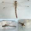 Sympetrum striolatum